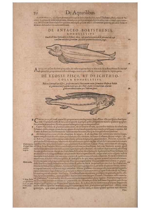 Reproducción/Reproduction 14948229793: Conradi Gesneri medici Tigurini Historiae animalium liber IV :. Francofurti :In Bibliopolio Andreae Cambieri,anno MDCIIII [1604]
