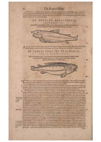 Reproducción/Reproduction 14948229793: Conradi Gesneri medici Tigurini Historiae animalium liber IV :. Francofurti :In Bibliopolio Andreae Cambieri,anno MDCIIII [1604]
