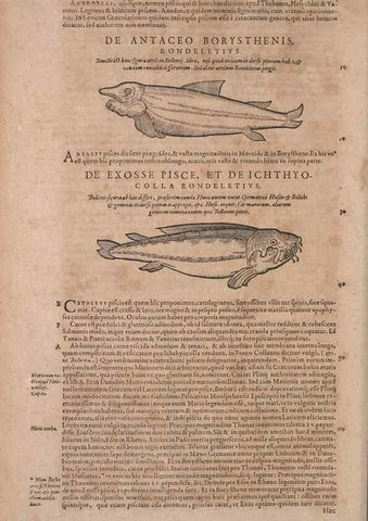 Reproducción/Reproduction 14948229793: Conradi Gesneri medici Tigurini Historiae animalium liber IV :. Francofurti :In Bibliopolio Andreae Cambieri,anno MDCIIII [1604]