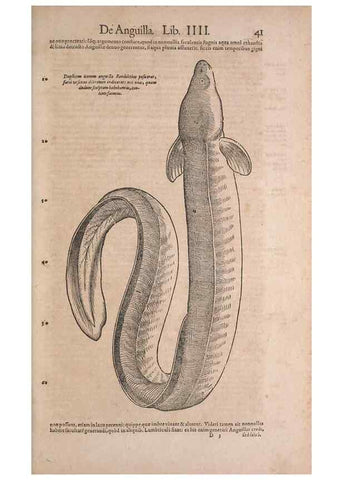 Reproducción/Reproduction 15565732641: Conradi Gesneri medici Tigurini Historiae animalium liber IV :. Francofurti :In Bibliopolio Andreae Cambieri,anno MDCIIII [1604]