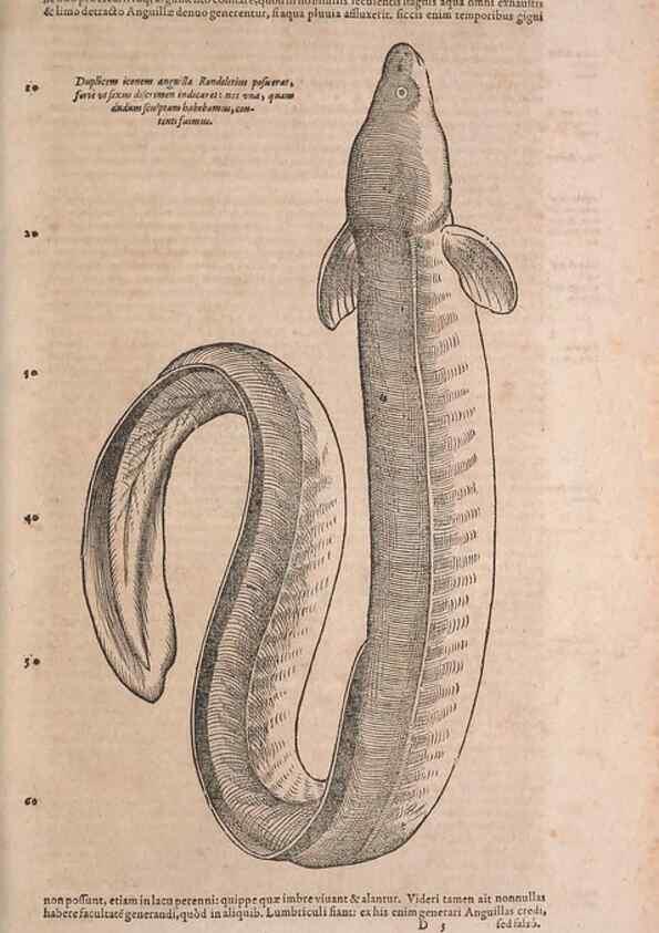 Reproducción/Reproduction 15565732641: Conradi Gesneri medici Tigurini Historiae animalium liber IV :. Francofurti :In Bibliopolio Andreae Cambieri,anno MDCIIII [1604]