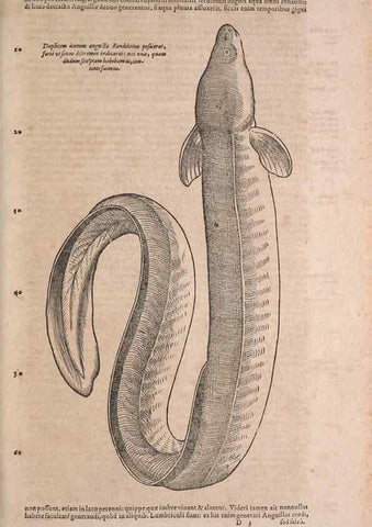 Reproducción/Reproduction 15565732641: Conradi Gesneri medici Tigurini Historiae animalium liber IV :. Francofurti :In Bibliopolio Andreae Cambieri,anno MDCIIII [1604]