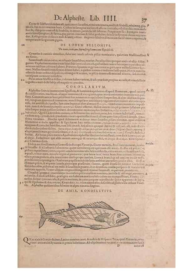 Reproducción/Reproduction 15565730671: Conradi Gesneri medici Tigurini Historiae animalium liber IV :. Francofurti :In Bibliopolio Andreae Cambieri,anno MDCIIII [1604]
