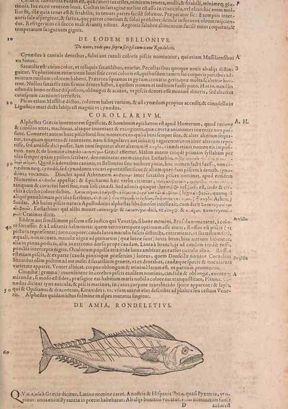 Reproducción/Reproduction 15565730671: Conradi Gesneri medici Tigurini Historiae animalium liber IV :. Francofurti :In Bibliopolio Andreae Cambieri,anno MDCIIII [1604]