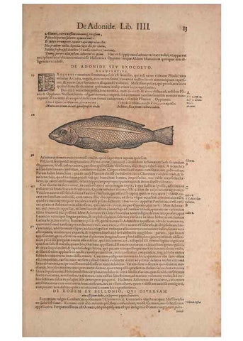 Reproducción/Reproduction 15568363635: Conradi Gesneri medici Tigurini Historiae animalium liber IV :. Francofurti :In Bibliopolio Andreae Cambieri,anno MDCIIII [1604]