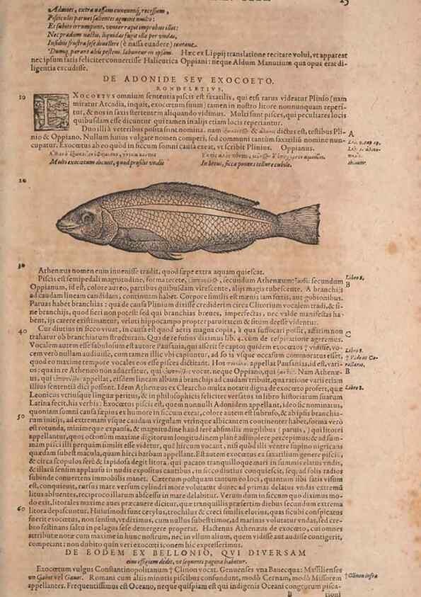 Reproducción/Reproduction 15568363635: Conradi Gesneri medici Tigurini Historiae animalium liber IV :. Francofurti :In Bibliopolio Andreae Cambieri,anno MDCIIII [1604]