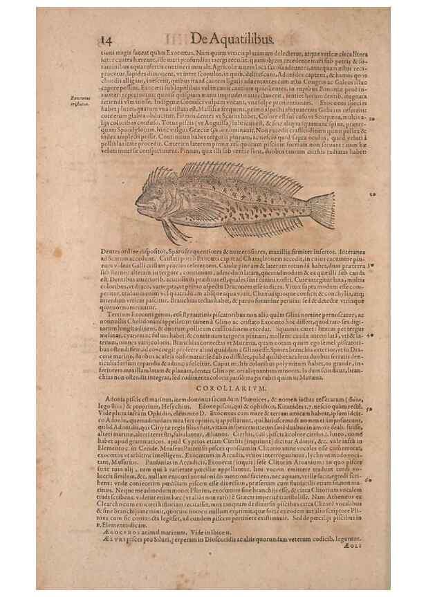 Reproducción/Reproduction 15569206592: Conradi Gesneri medici Tigurini Historiae animalium liber IV :. Francofurti :In Bibliopolio Andreae Cambieri,anno MDCIIII [1604]