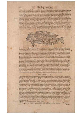 Reproducción/Reproduction 15569206592: Conradi Gesneri medici Tigurini Historiae animalium liber IV :. Francofurti :In Bibliopolio Andreae Cambieri,anno MDCIIII [1604]