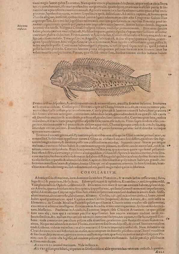 Reproducción/Reproduction 15569206592: Conradi Gesneri medici Tigurini Historiae animalium liber IV :. Francofurti :In Bibliopolio Andreae Cambieri,anno MDCIIII [1604]