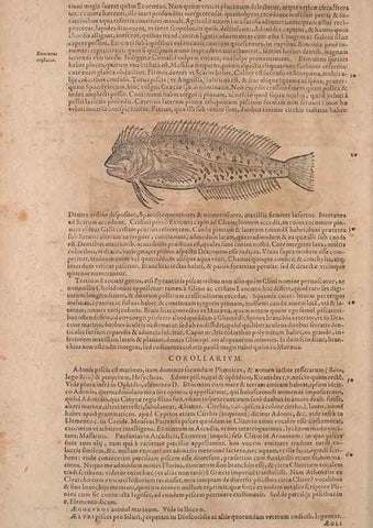 Reproducción/Reproduction 15569206592: Conradi Gesneri medici Tigurini Historiae animalium liber IV :. Francofurti :In Bibliopolio Andreae Cambieri,anno MDCIIII [1604]