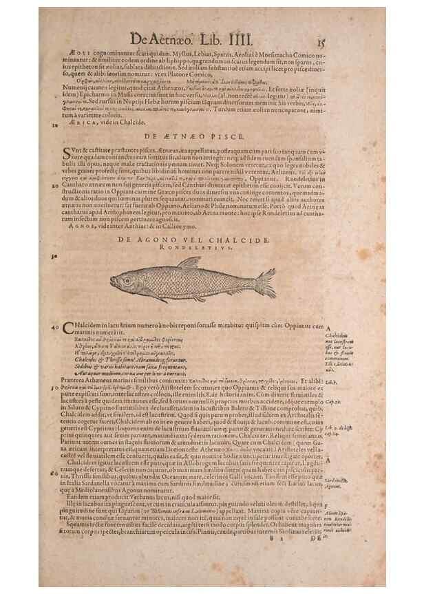 Reproducción/Reproduction 15382358967: Conradi Gesneri medici Tigurini Historiae animalium liber IV :. Francofurti :In Bibliopolio Andreae Cambieri,anno MDCIIII [1604]