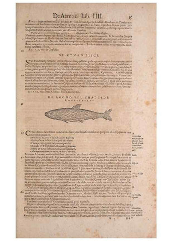Reproducción/Reproduction 15382358967: Conradi Gesneri medici Tigurini Historiae animalium liber IV :. Francofurti :In Bibliopolio Andreae Cambieri,anno MDCIIII [1604]