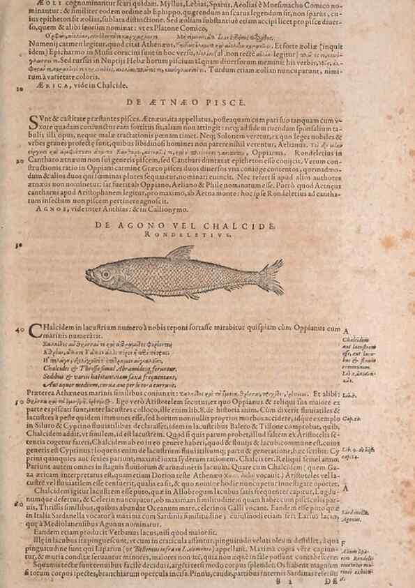 Reproducción/Reproduction 15382358967: Conradi Gesneri medici Tigurini Historiae animalium liber IV :. Francofurti :In Bibliopolio Andreae Cambieri,anno MDCIIII [1604]