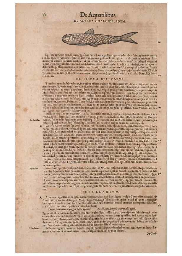 Reproducción/Reproduction 15565702791: Conradi Gesneri medici Tigurini Historiae animalium liber IV :. Francofurti :In Bibliopolio Andreae Cambieri,anno MDCIIII [1604]