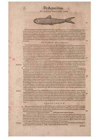 Reproducción/Reproduction 15565702791: Conradi Gesneri medici Tigurini Historiae animalium liber IV :. Francofurti :In Bibliopolio Andreae Cambieri,anno MDCIIII [1604]