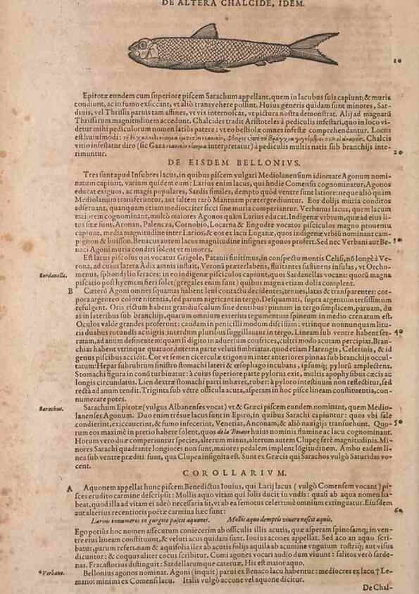 Reproducción/Reproduction 15565702791: Conradi Gesneri medici Tigurini Historiae animalium liber IV :. Francofurti :In Bibliopolio Andreae Cambieri,anno MDCIIII [1604]
