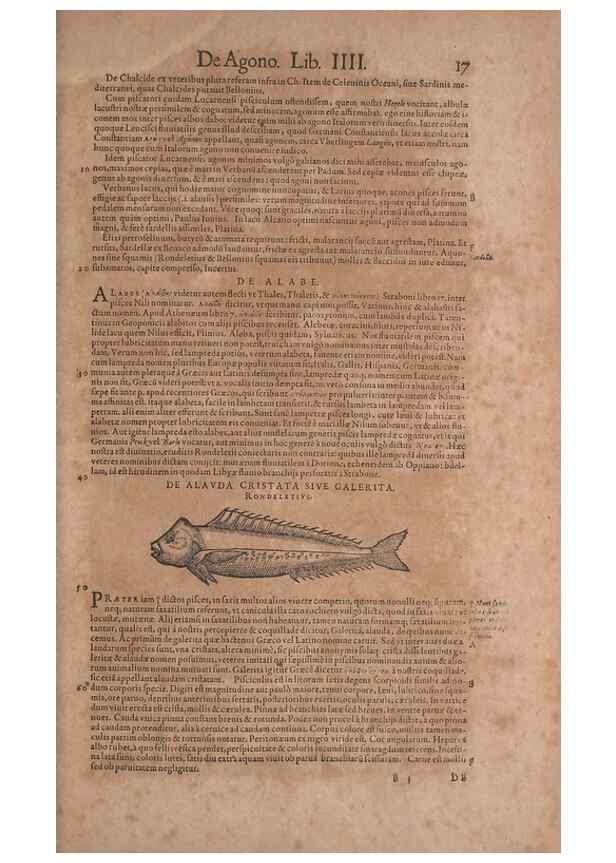 Reproducción/Reproduction 15569214072: Conradi Gesneri medici Tigurini Historiae animalium liber IV :. Francofurti :In Bibliopolio Andreae Cambieri,anno MDCIIII [1604]