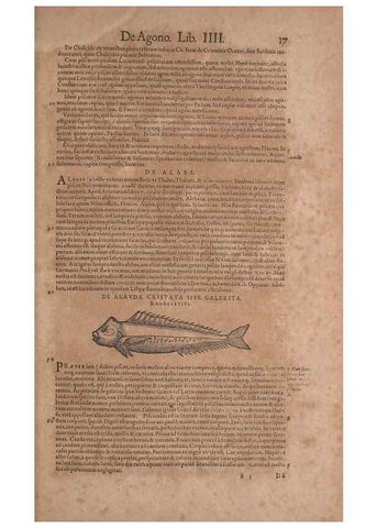 Reproducción/Reproduction 15569214072: Conradi Gesneri medici Tigurini Historiae animalium liber IV :. Francofurti :In Bibliopolio Andreae Cambieri,anno MDCIIII [1604]