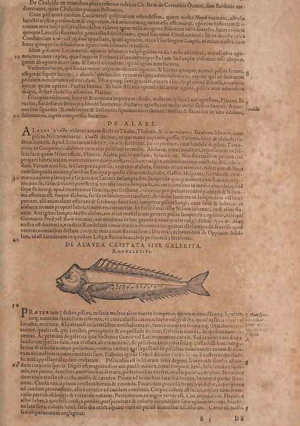 Reproducción/Reproduction 15569214072: Conradi Gesneri medici Tigurini Historiae animalium liber IV :. Francofurti :In Bibliopolio Andreae Cambieri,anno MDCIIII [1604]