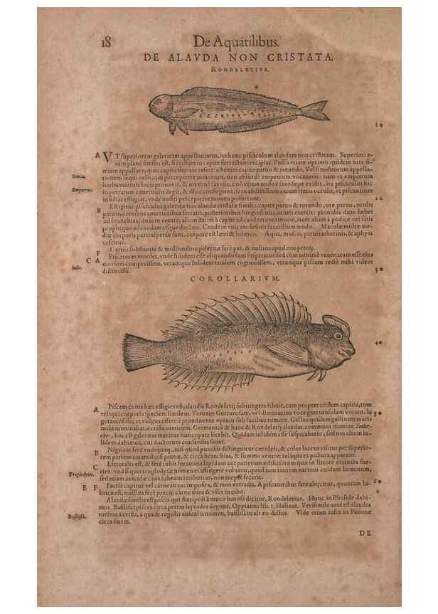 Reproducción/Reproduction 14948202733: Conradi Gesneri medici Tigurini Historiae animalium liber IV :. Francofurti :In Bibliopolio Andreae Cambieri,anno MDCIIII [1604]