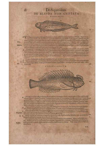 Reproducción/Reproduction 14948202733: Conradi Gesneri medici Tigurini Historiae animalium liber IV :. Francofurti :In Bibliopolio Andreae Cambieri,anno MDCIIII [1604]