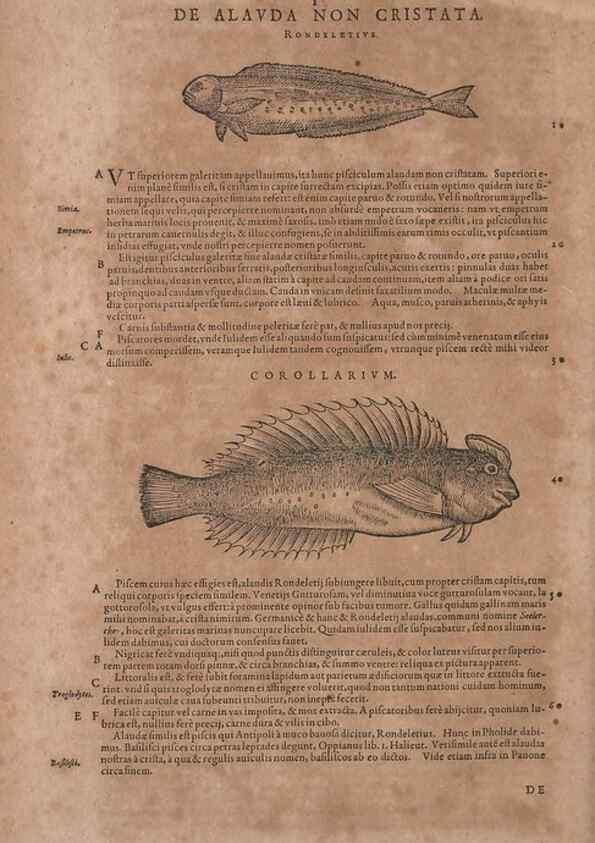 Reproducción/Reproduction 14948202733: Conradi Gesneri medici Tigurini Historiae animalium liber IV :. Francofurti :In Bibliopolio Andreae Cambieri,anno MDCIIII [1604]