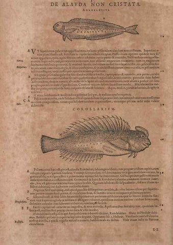 Reproducción/Reproduction 14948202733: Conradi Gesneri medici Tigurini Historiae animalium liber IV :. Francofurti :In Bibliopolio Andreae Cambieri,anno MDCIIII [1604]