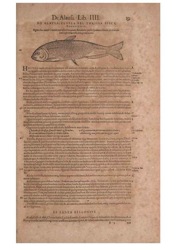 Reproducción/Reproduction 14948204853: Conradi Gesneri medici Tigurini Historiae animalium liber IV :. Francofurti :In Bibliopolio Andreae Cambieri,anno MDCIIII [1604]