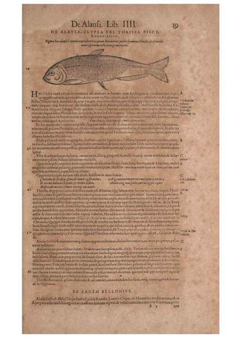 Reproducción/Reproduction 14948204853: Conradi Gesneri medici Tigurini Historiae animalium liber IV :. Francofurti :In Bibliopolio Andreae Cambieri,anno MDCIIII [1604]