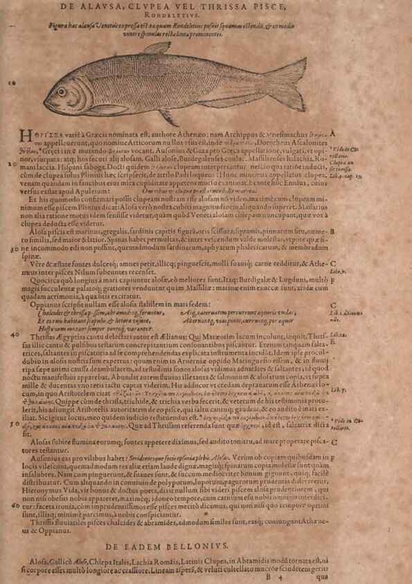 Reproducción/Reproduction 14948204853: Conradi Gesneri medici Tigurini Historiae animalium liber IV :. Francofurti :In Bibliopolio Andreae Cambieri,anno MDCIIII [1604]