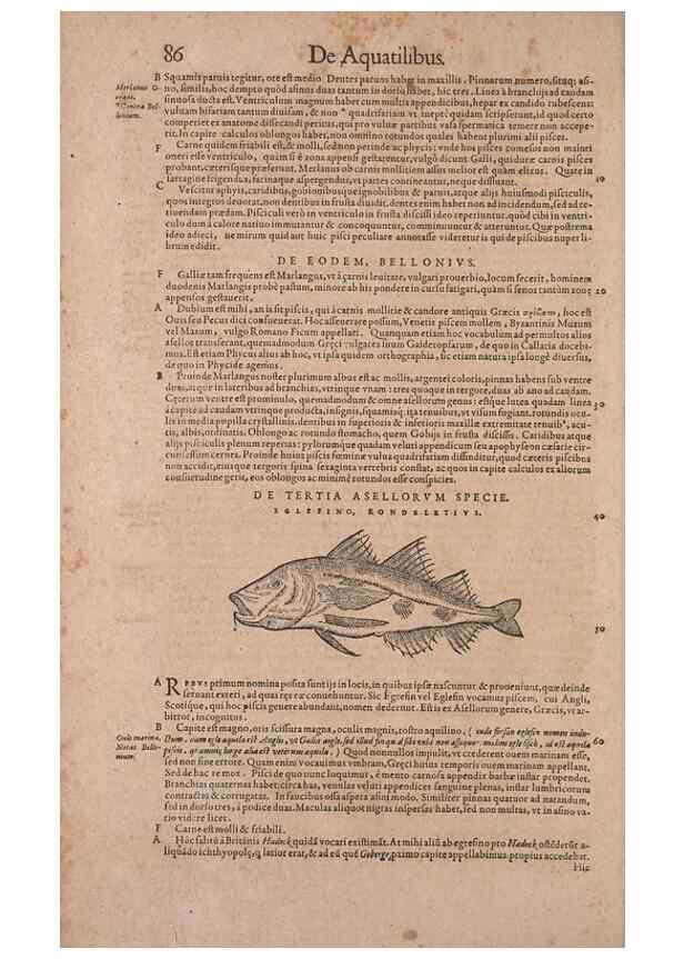 Reproducción/Reproduction 14947691034: Conradi Gesneri medici Tigurini Historiae animalium liber IV :. Francofurti :In Bibliopolio Andreae Cambieri,anno MDCIIII [1604]