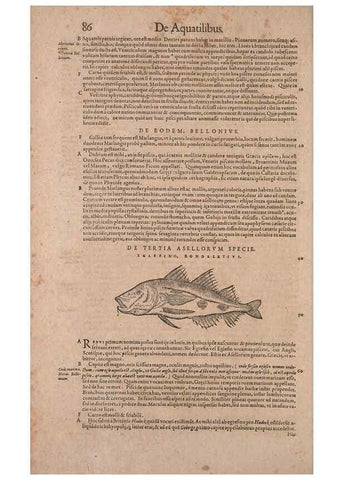 Reproducción/Reproduction 14947691034: Conradi Gesneri medici Tigurini Historiae animalium liber IV :. Francofurti :In Bibliopolio Andreae Cambieri,anno MDCIIII [1604]