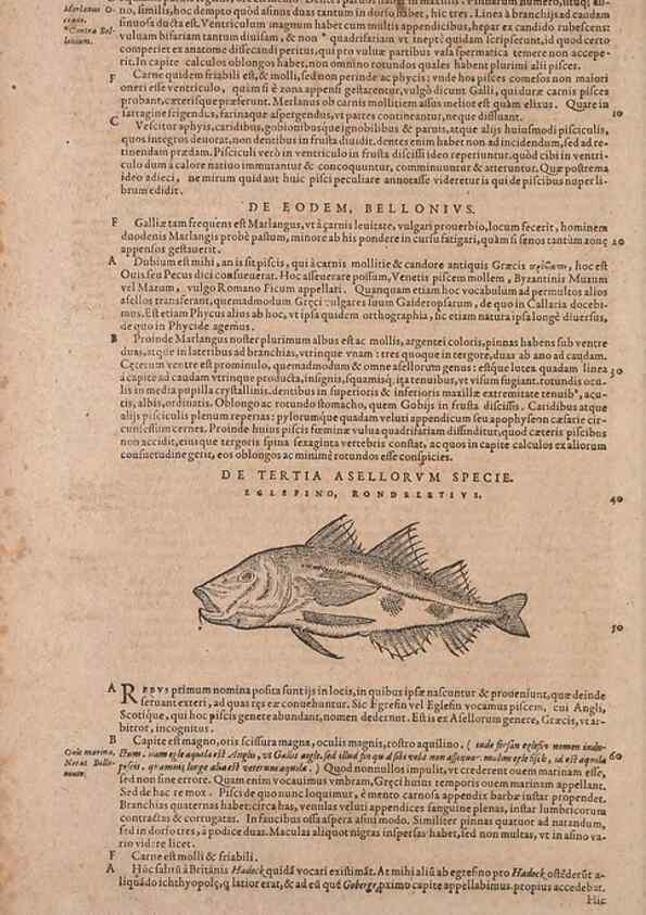 Reproducción/Reproduction 14947691034: Conradi Gesneri medici Tigurini Historiae animalium liber IV :. Francofurti :In Bibliopolio Andreae Cambieri,anno MDCIIII [1604]