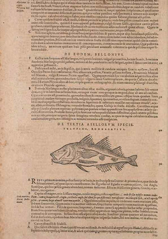 Reproducción/Reproduction 14947691034: Conradi Gesneri medici Tigurini Historiae animalium liber IV :. Francofurti :In Bibliopolio Andreae Cambieri,anno MDCIIII [1604]