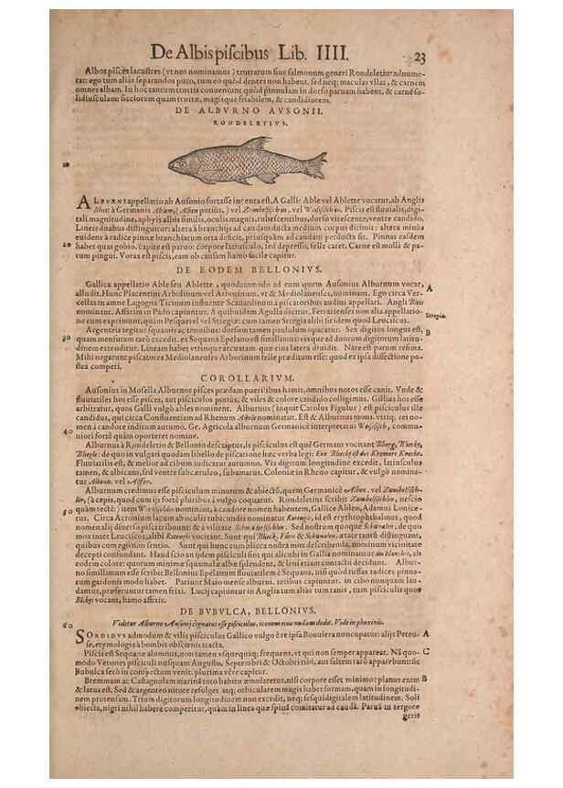 Reproducción/Reproduction 15382369727: Conradi Gesneri medici Tigurini Historiae animalium liber IV :. Francofurti :In Bibliopolio Andreae Cambieri,anno MDCIIII [1604]
