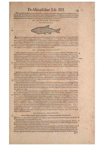 Reproducción/Reproduction 15382369727: Conradi Gesneri medici Tigurini Historiae animalium liber IV :. Francofurti :In Bibliopolio Andreae Cambieri,anno MDCIIII [1604]