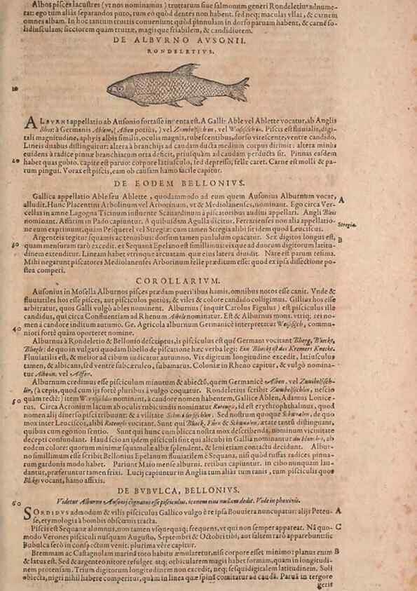 Reproducción/Reproduction 15382369727: Conradi Gesneri medici Tigurini Historiae animalium liber IV :. Francofurti :In Bibliopolio Andreae Cambieri,anno MDCIIII [1604]