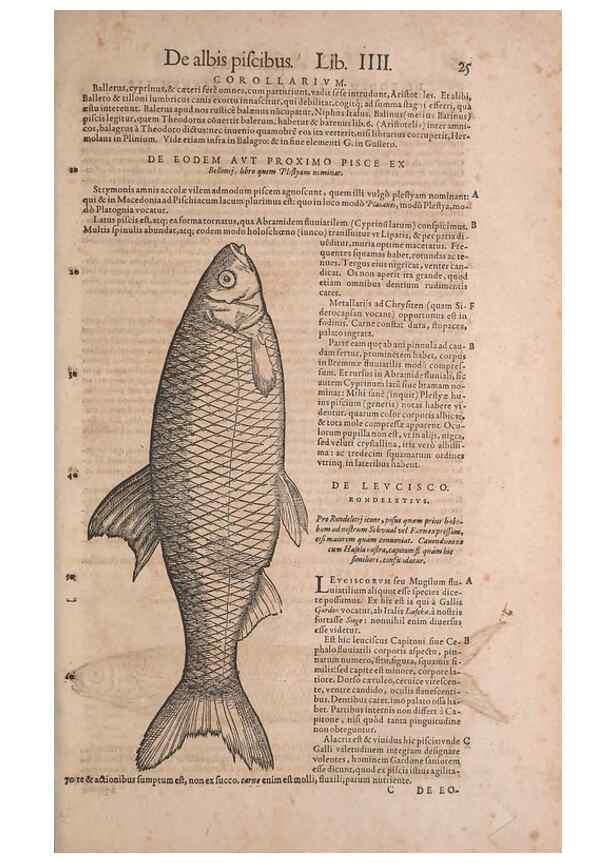 Reproducción/Reproduction 15569224452: Conradi Gesneri medici Tigurini Historiae animalium liber IV :. Francofurti :In Bibliopolio Andreae Cambieri,anno MDCIIII [1604]