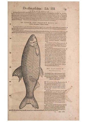 Reproducción/Reproduction 15569224452: Conradi Gesneri medici Tigurini Historiae animalium liber IV :. Francofurti :In Bibliopolio Andreae Cambieri,anno MDCIIII [1604]