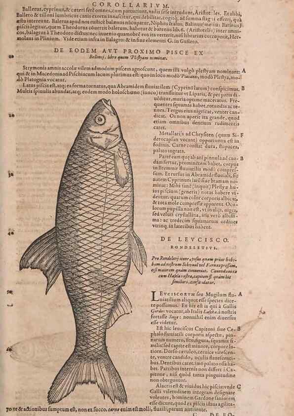 Reproducción/Reproduction 15569224452: Conradi Gesneri medici Tigurini Historiae animalium liber IV :. Francofurti :In Bibliopolio Andreae Cambieri,anno MDCIIII [1604]
