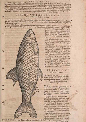 Reproducción/Reproduction 15569224452: Conradi Gesneri medici Tigurini Historiae animalium liber IV :. Francofurti :In Bibliopolio Andreae Cambieri,anno MDCIIII [1604]