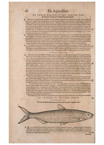 Reproducción/Reproduction 15382234748: Conradi Gesneri medici Tigurini Historiae animalium liber IV :. Francofurti :In Bibliopolio Andreae Cambieri,anno MDCIIII [1604]