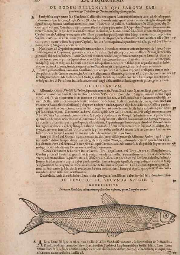 Reproducción/Reproduction 15382234748: Conradi Gesneri medici Tigurini Historiae animalium liber IV :. Francofurti :In Bibliopolio Andreae Cambieri,anno MDCIIII [1604]