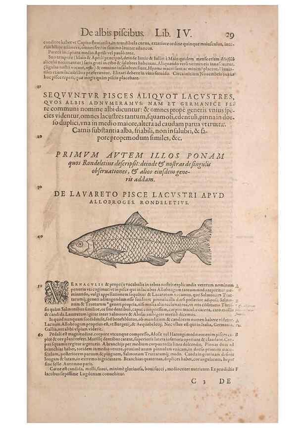 Reproducción/Reproduction 15381753659: Conradi Gesneri medici Tigurini Historiae animalium liber IV :. Francofurti :In Bibliopolio Andreae Cambieri,anno MDCIIII [1604]