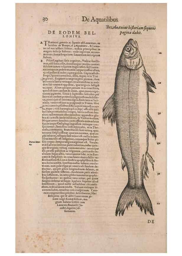 Reproducción/Reproduction 15382380307: Conradi Gesneri medici Tigurini Historiae animalium liber IV :. Francofurti :In Bibliopolio Andreae Cambieri,anno MDCIIII [1604]