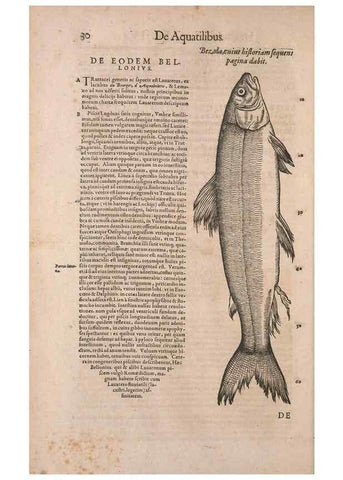 Reproducción/Reproduction 15382380307: Conradi Gesneri medici Tigurini Historiae animalium liber IV :. Francofurti :In Bibliopolio Andreae Cambieri,anno MDCIIII [1604]