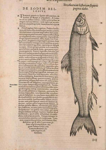 Reproducción/Reproduction 15382380307: Conradi Gesneri medici Tigurini Historiae animalium liber IV :. Francofurti :In Bibliopolio Andreae Cambieri,anno MDCIIII [1604]