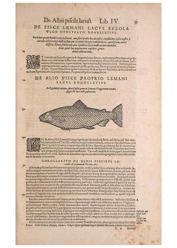 Reproducción/Reproduction 15382382287: Conradi Gesneri medici Tigurini Historiae animalium liber IV :. Francofurti :In Bibliopolio Andreae Cambieri,anno MDCIIII [1604]