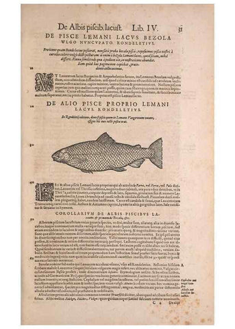 Reproducción/Reproduction 15382382287: Conradi Gesneri medici Tigurini Historiae animalium liber IV :. Francofurti :In Bibliopolio Andreae Cambieri,anno MDCIIII [1604]