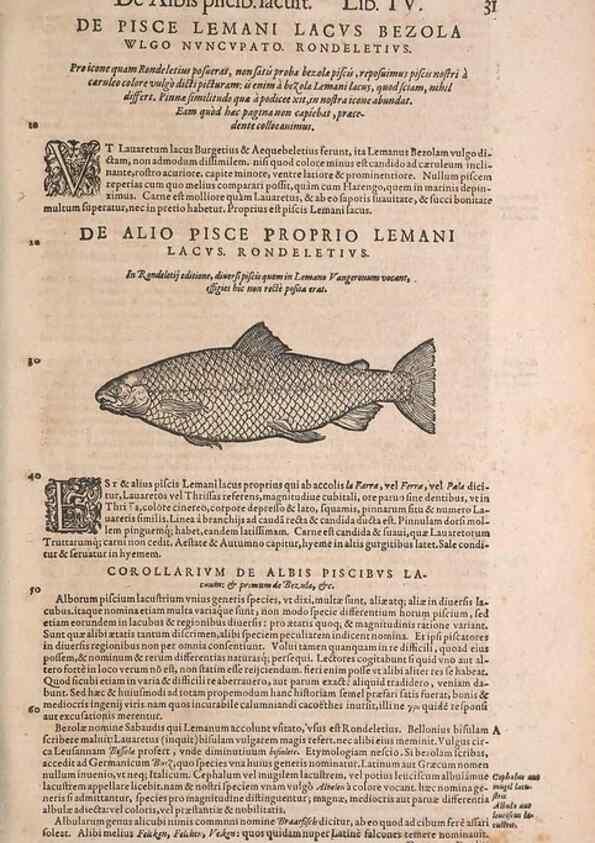 Reproducción/Reproduction 15382382287: Conradi Gesneri medici Tigurini Historiae animalium liber IV :. Francofurti :In Bibliopolio Andreae Cambieri,anno MDCIIII [1604]